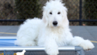 Lucy_Tucker_Aug21_24WK_Mr. Orange4