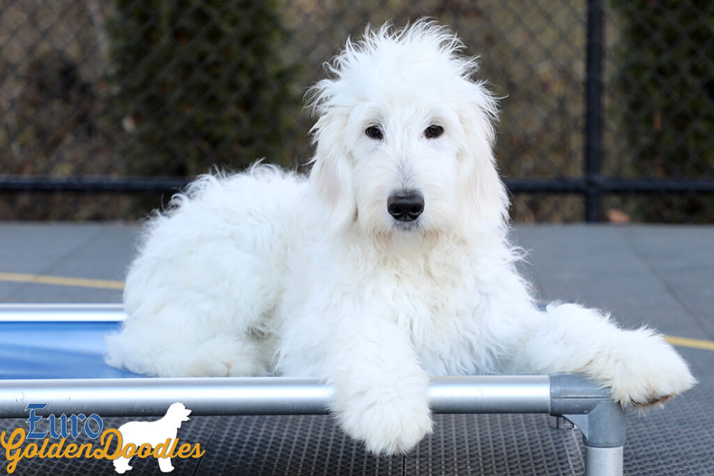 Lucy_Tucker_Aug21_24WK_Mr. Orange4 Lucy_Tucker_Aug21_24WK_Mr. Orange4