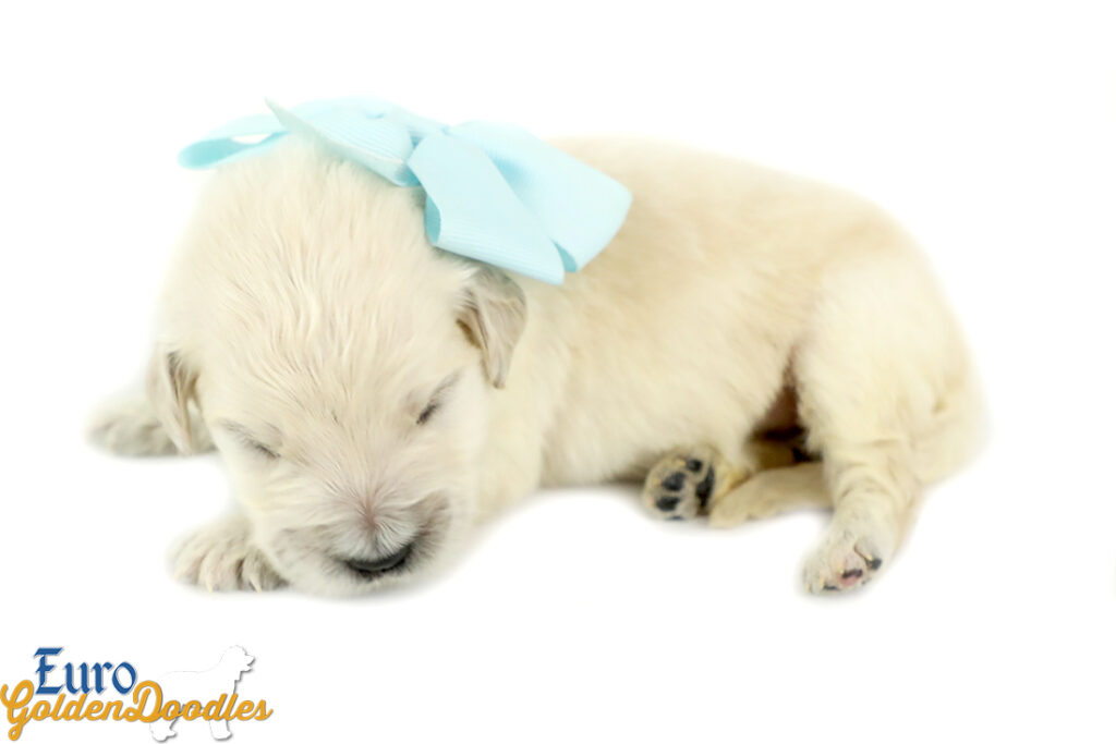 Ms. Powder Blue- Coco & Koji F1 Euro Goldendoodle Litter Born April 05 ...