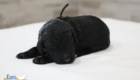 mr.black nova chito sept25 2wks1