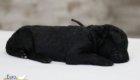 mr.black nova chito sept25 2wks2