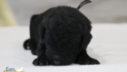 mr.black nova chito sept25 2wks3