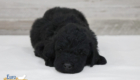 mr.black nova chito sept25 4wks1