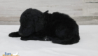 mr.black nova chito sept25 4wks2