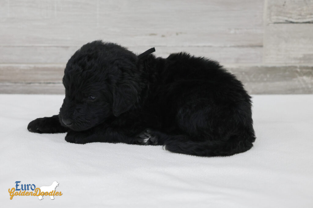 mr.black nova chito sept25 4wks2 mr.black nova chito sept25 4wks2