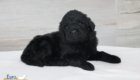 mr.black nova chito sept25 4wks3