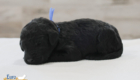 mr.blue nova chito sept25 2wks1