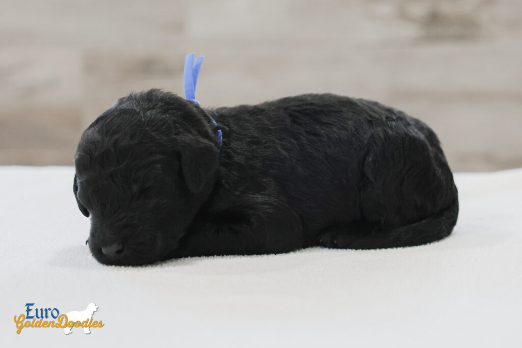 mr.blue nova chito sept25 2wks1 mr.blue nova chito sept25 2wks1