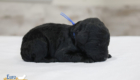 mr.blue nova chito sept25 2wks2
