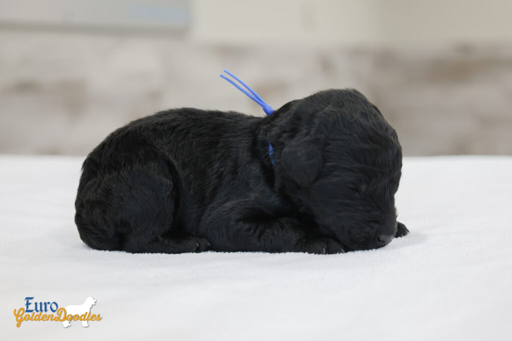 mr.blue nova chito sept25 2wks2 mr.blue nova chito sept25 2wks2