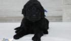 mr.blue nova chito sept25 4wks1
