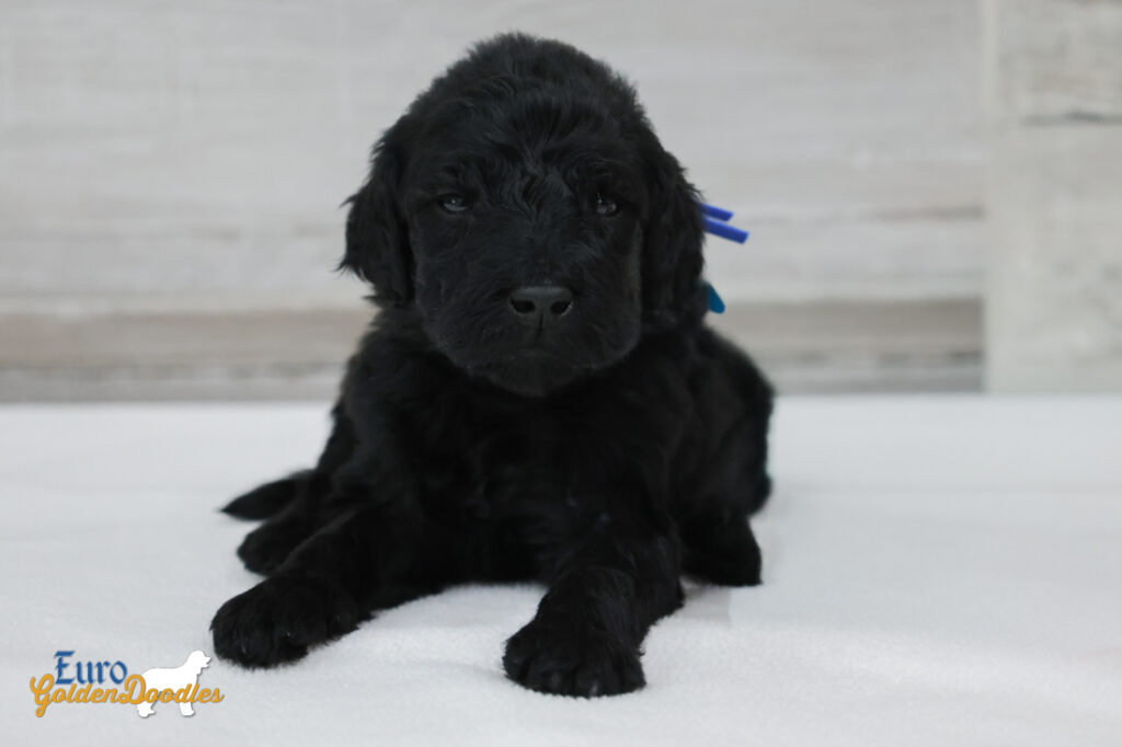 mr.blue nova chito sept25 4wks1 mr.blue nova chito sept25 4wks1