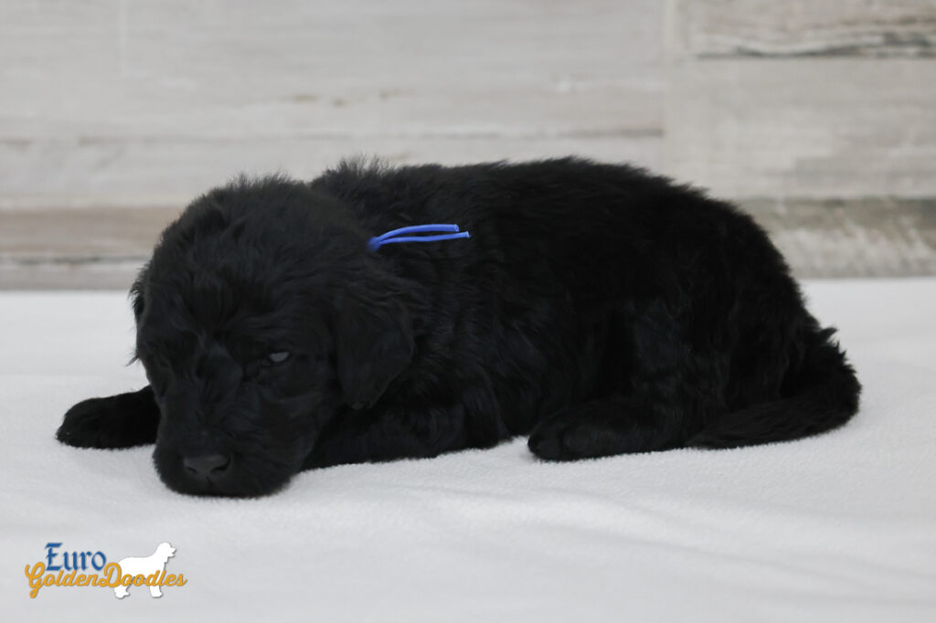 mr.blue nova chito sept25 4wks2 mr.blue nova chito sept25 4wks2