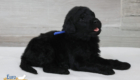 mr.blue nova chito sept25 4wks3