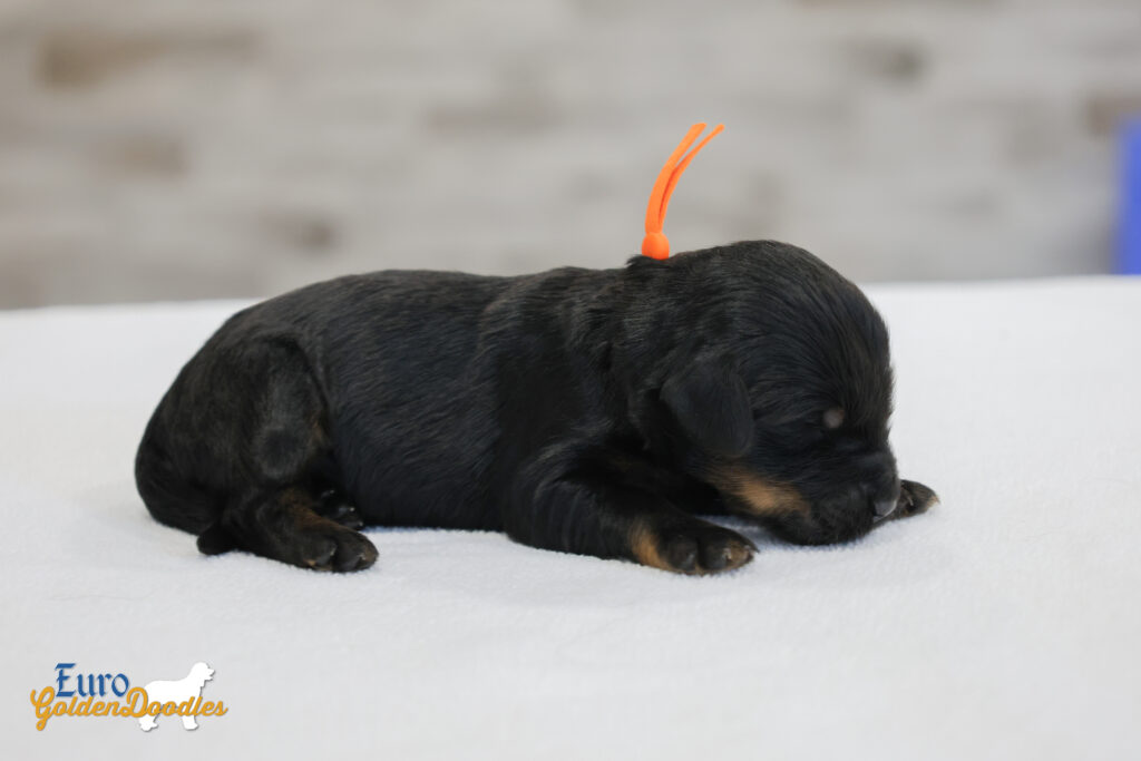 ms.orange nova chito sept25 2wks1 ms.orange nova chito sept25 2wks1