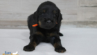 ms.orange nova chito sept25 4wks1