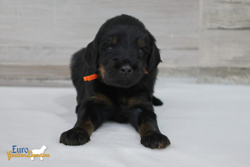 ms.orange nova chito sept25 4wks1 ms.orange nova chito sept25 4wks1