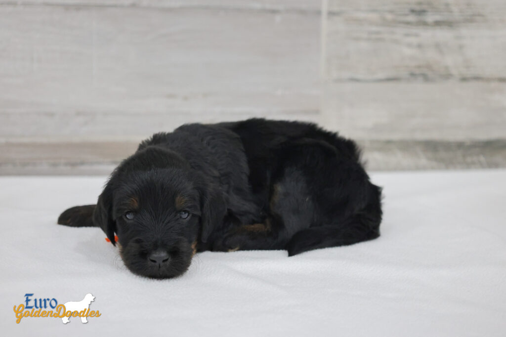 ms.orange nova chito sept25 4wks2 ms.orange nova chito sept25 4wks2