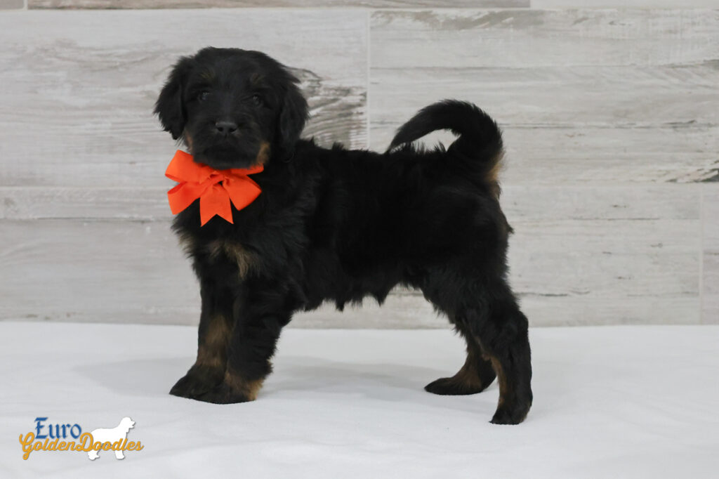 ms.orange nova chito sept25 6wks1 ms.orange nova chito sept25 6wks1