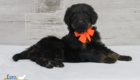 ms.orange nova chito sept25 6wks5