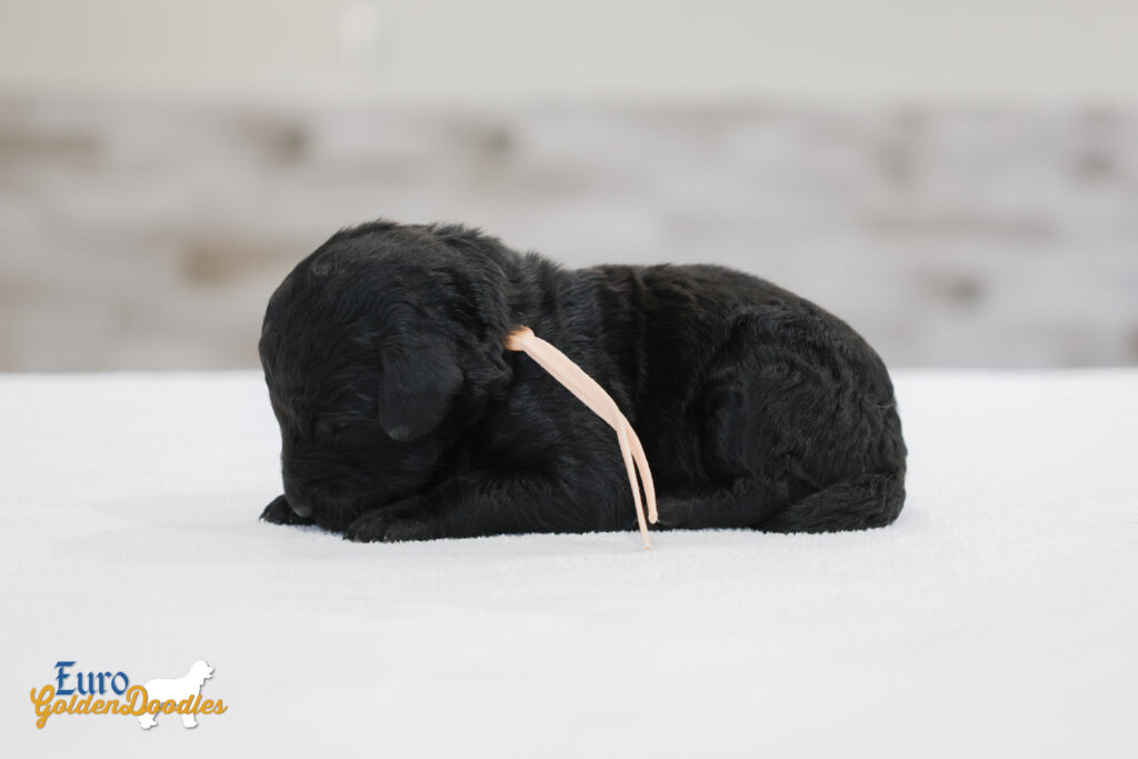 ms.peach nova chito sept25 2wks1 ms.peach nova chito sept25 2wks1