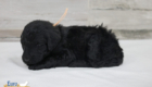 ms.peach nova chito sept25 4wks2