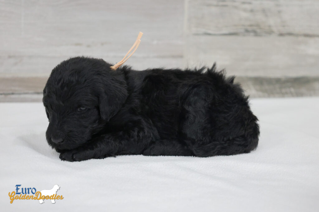 ms.peach nova chito sept25 4wks2 ms.peach nova chito sept25 4wks2