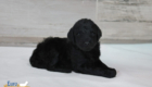 ms.peach nova chito sept25 4wks4