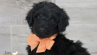ms.peach nova chito sept25 6wks2