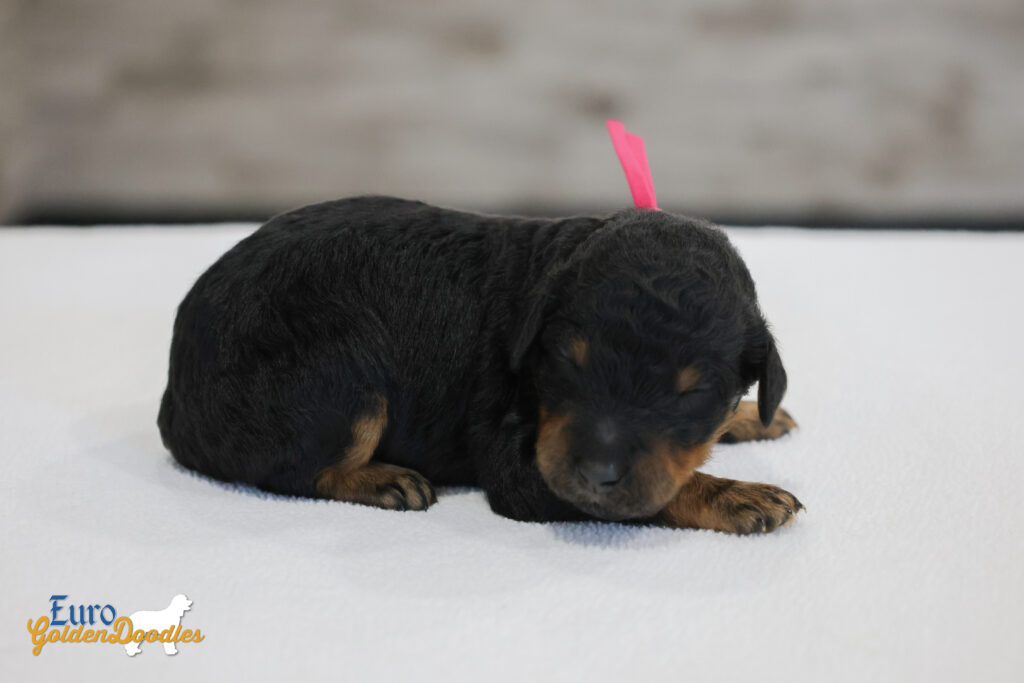 ms.pink nova chito sept25 2wks2 ms.pink nova chito sept25 2wks2