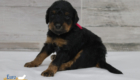ms.pink nova chito sept25 4wks1