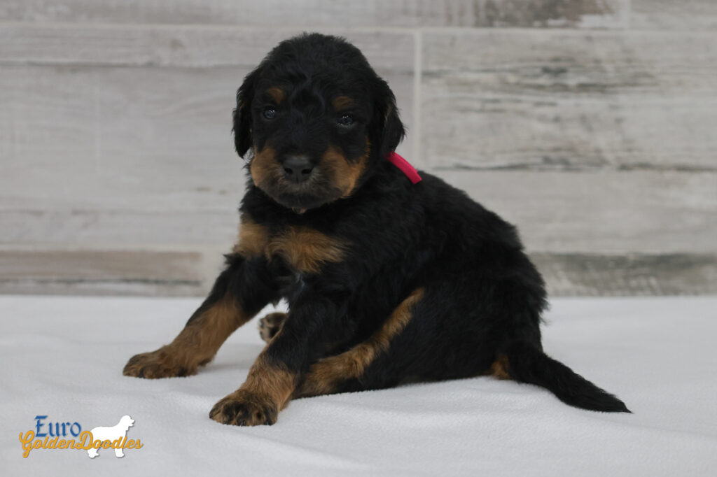 ms.pink nova chito sept25 4wks1 ms.pink nova chito sept25 4wks1