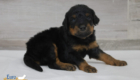 ms.pink nova chito sept25 4wks2
