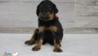 ms.pink nova chito sept25 4wks3