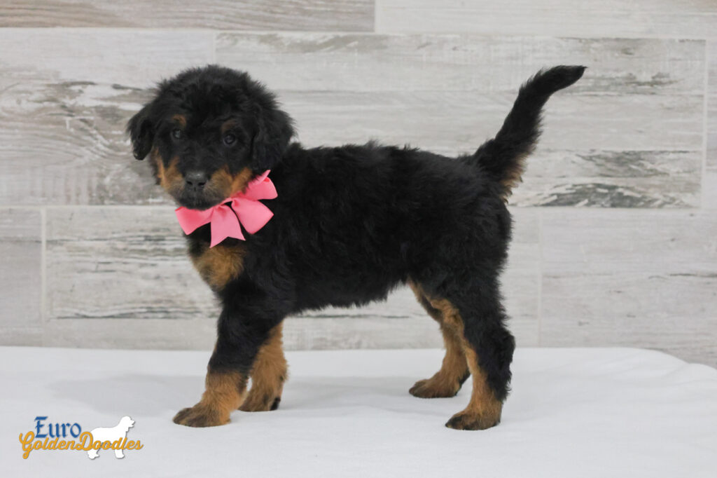 ms.pink nova chito sept25 6wks1 ms.pink nova chito sept25 6wks1