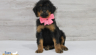ms.pink nova chito sept25 6wks2