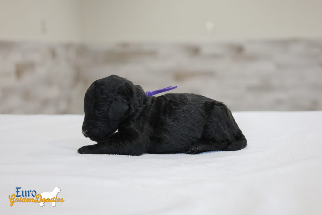 ms.purple nova chito sept25 2wks1 ms.purple nova chito sept25 2wks1