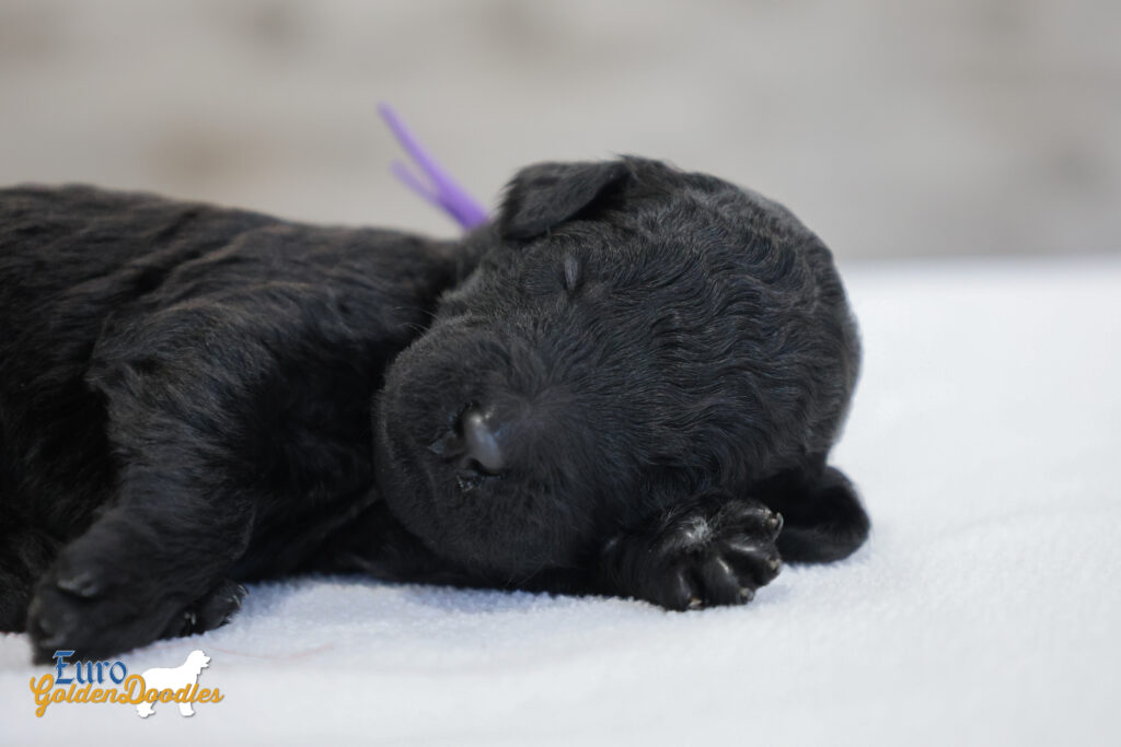 ms.purple nova chito sept25 2wks3 ms.purple nova chito sept25 2wks3