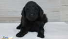 ms.purple nova chito sept25 4wks1