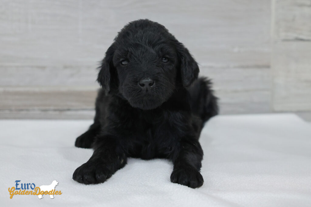 ms.purple nova chito sept25 4wks1 ms.purple nova chito sept25 4wks1