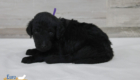 ms.purple nova chito sept25 4wks3