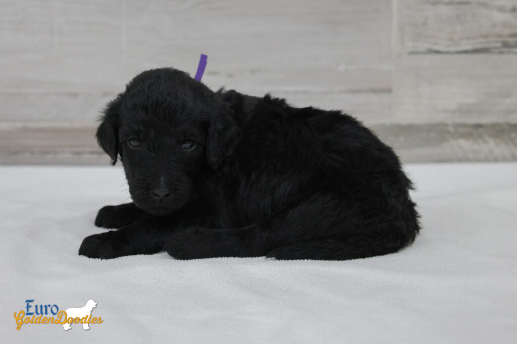 ms.purple nova chito sept25 4wks3 ms.purple nova chito sept25 4wks3