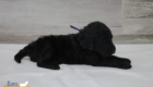 ms.purple nova chito sept25 4wks4