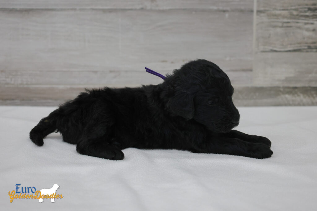 ms.purple nova chito sept25 4wks4 ms.purple nova chito sept25 4wks4