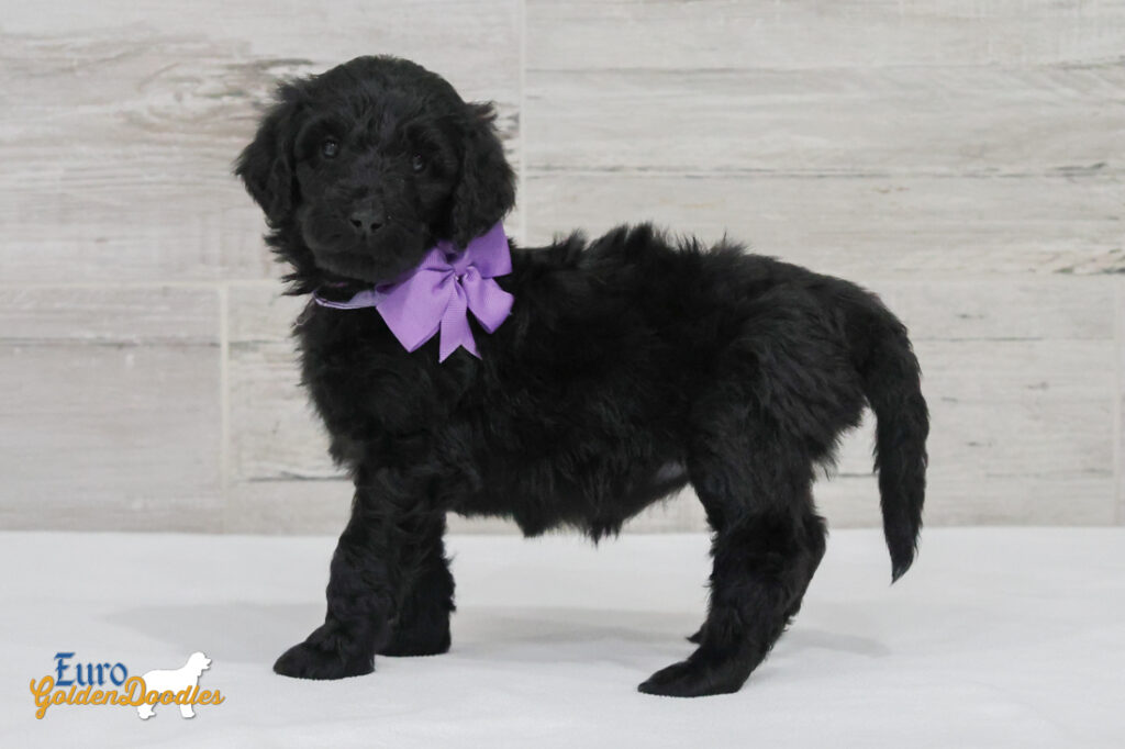 ms.purple nova chito sept25 6wks1 ms.purple nova chito sept25 6wks1