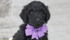 ms.purple nova chito sept25 6wks2