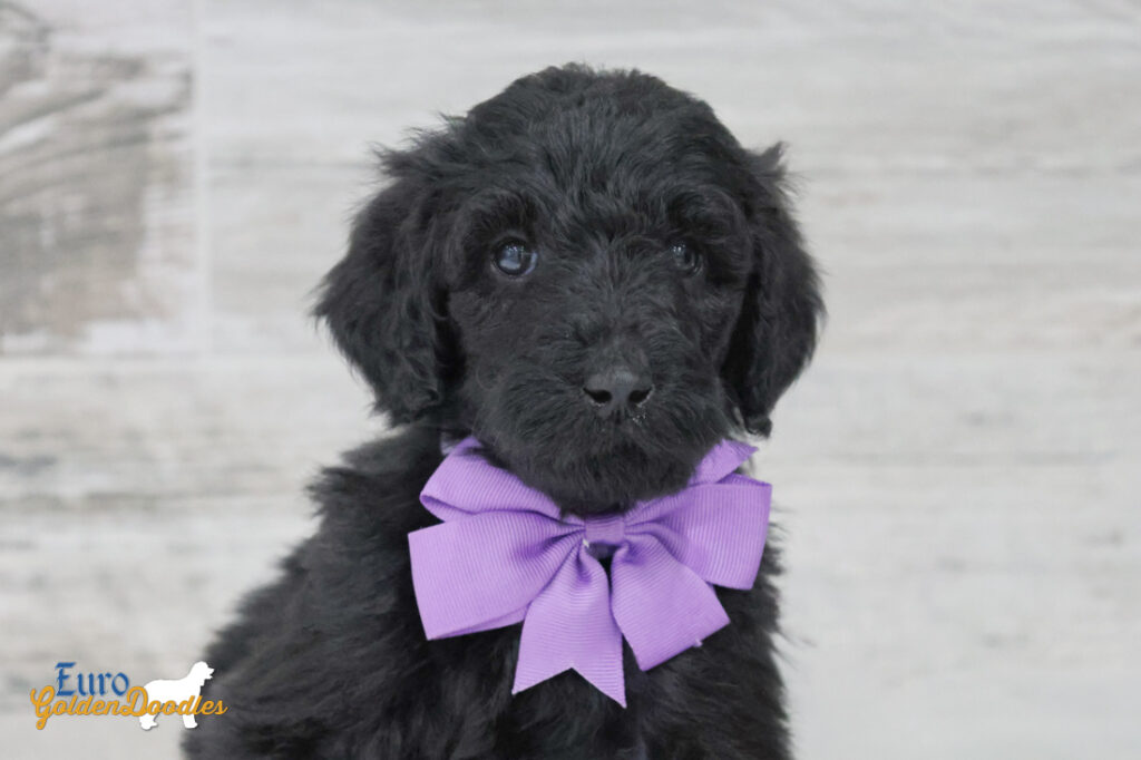ms.purple nova chito sept25 6wks2 ms.purple nova chito sept25 6wks2
