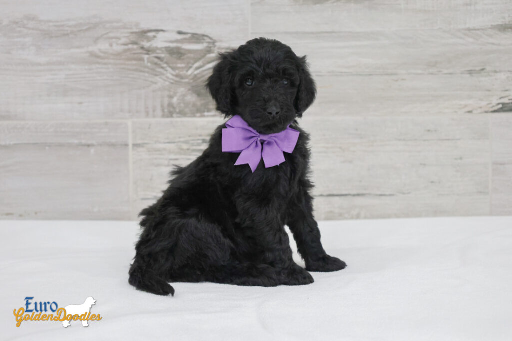 ms.purple nova chito sept25 6wks4 ms.purple nova chito sept25 6wks4