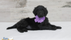 ms.purple nova chito sept25 6wks5