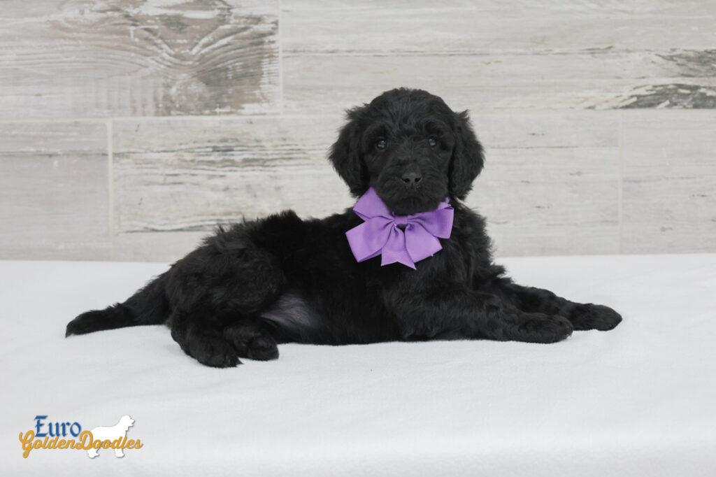 ms.purple nova chito sept25 6wks5 ms.purple nova chito sept25 6wks5